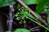 Allium ursinum