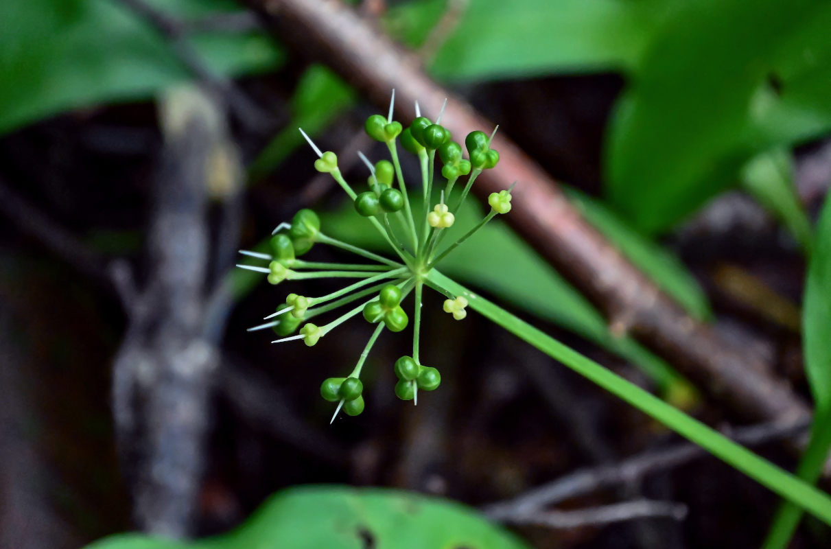 Изображение особи Allium ursinum.