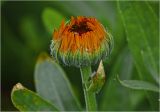 Calendula officinalis