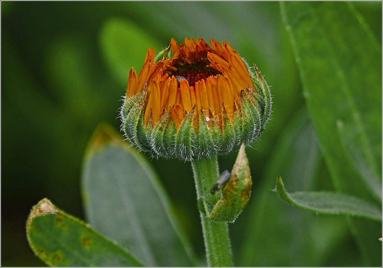 Image of Calendula officinalis specimen.