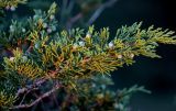 Juniperus sabina. Верхушка ветви с незрелыми шишкоягодами. Оренбургская обл., Кувандыкский гор. округ, заповедник \"Шайтан-Тау\", хр. Шайтан-Тау, ≈ 500 м н.у.м., на скале. 06.07.2023.