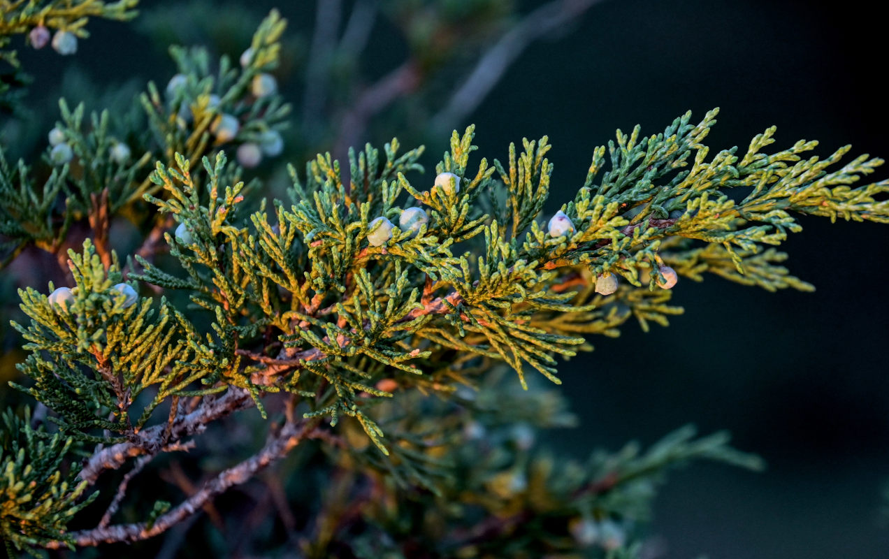 Image of Juniperus sabina specimen.