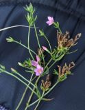 Centaurium erythraea. Верхушка цветущего растения. Московская обл., г. Подольск, луг. 22.08.2024.