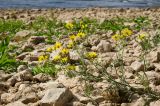 Crepis tectorum. Верхушка цветущей и плодоносящей веточки. Самарская обл., Ставропольский р-н, окр. с. Жигули, Молодецкий курган, берег зал. Жигулёвская Труба, каменная россыпь. 7 сентября 2023 г.