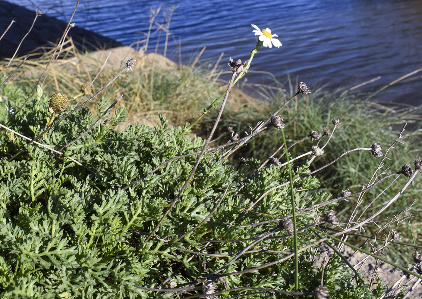 Изображение особи Anthemis maritima.