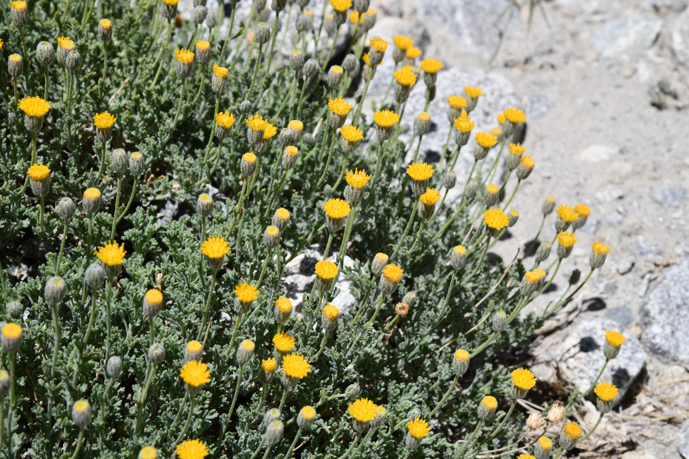 Image of Xylanthemum pamiricum specimen.