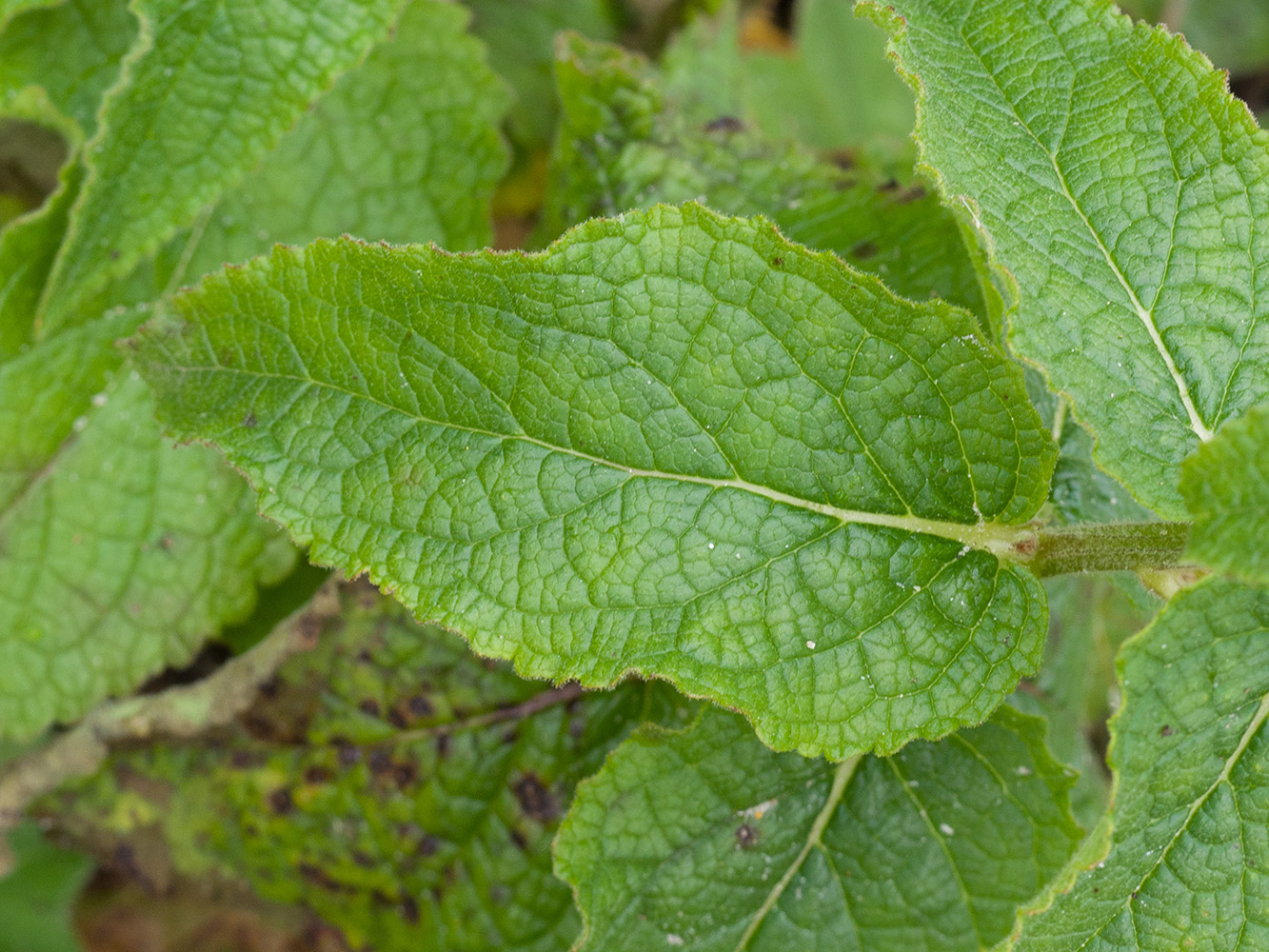 Image of Verbascum wilhelmsianum specimen.