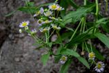 Erigeron strigosus. Верхушка побега с соцветиями. Китай, провинция Хунань, г. Фэнхуан, на скале. 05.06.2024.