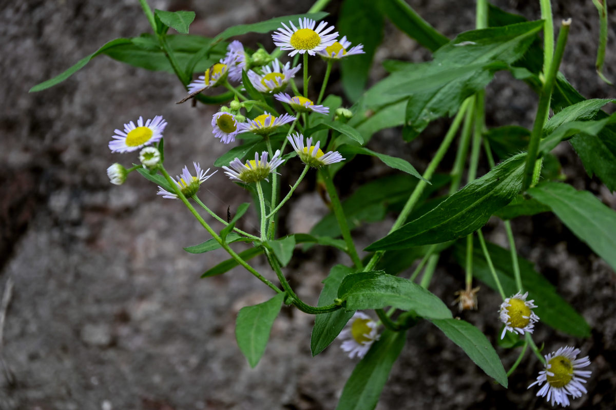 Image of Erigeron strigosus specimen.