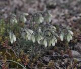 Onosma tenuiflora. Соцветия. Грузия, край Квемо Картли, Тетрицкаройский муниципалитет, окр. села Гохнари, выс. 1500 м, луг. 5 мая 2019 г.