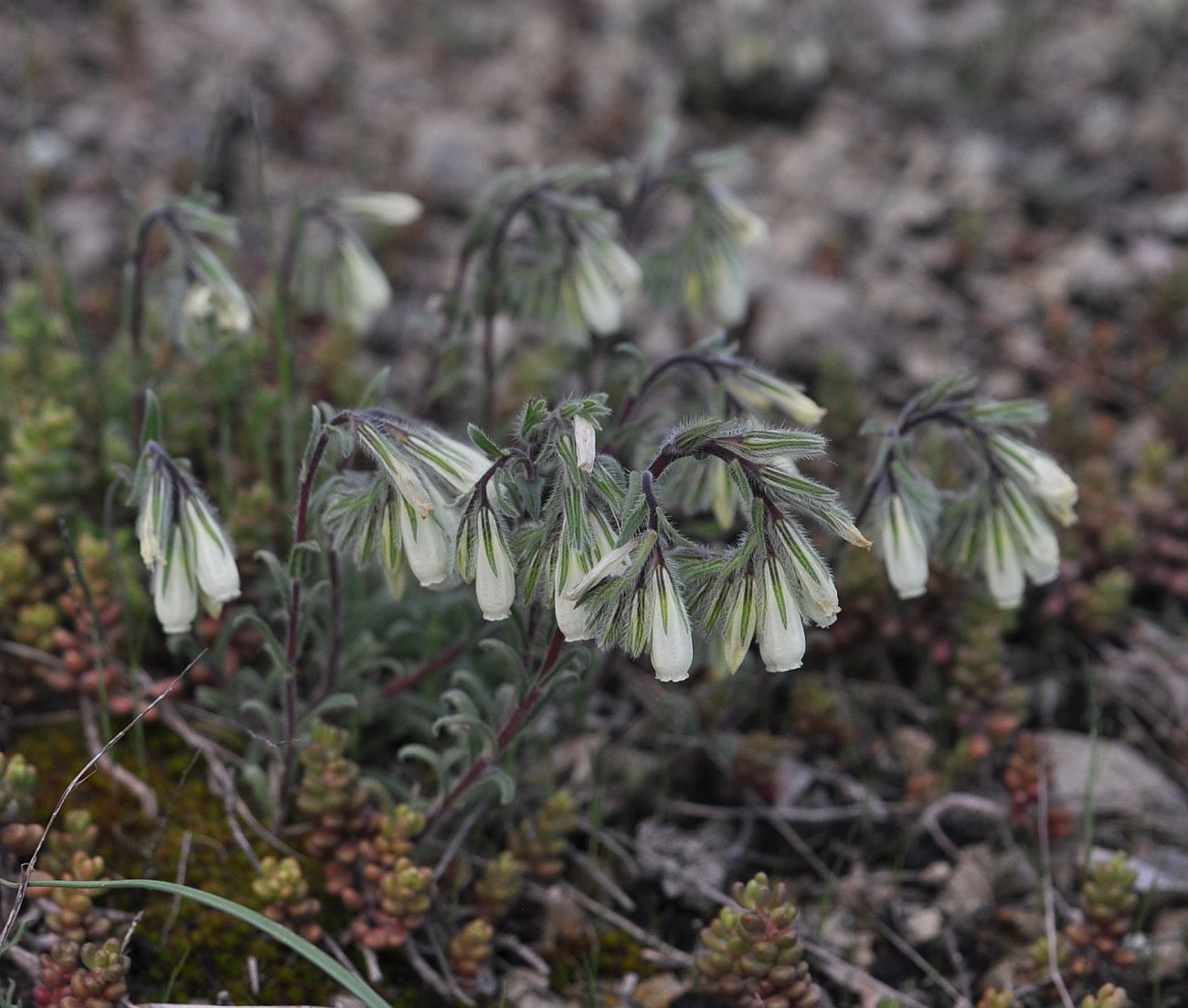 Изображение особи Onosma tenuiflora.