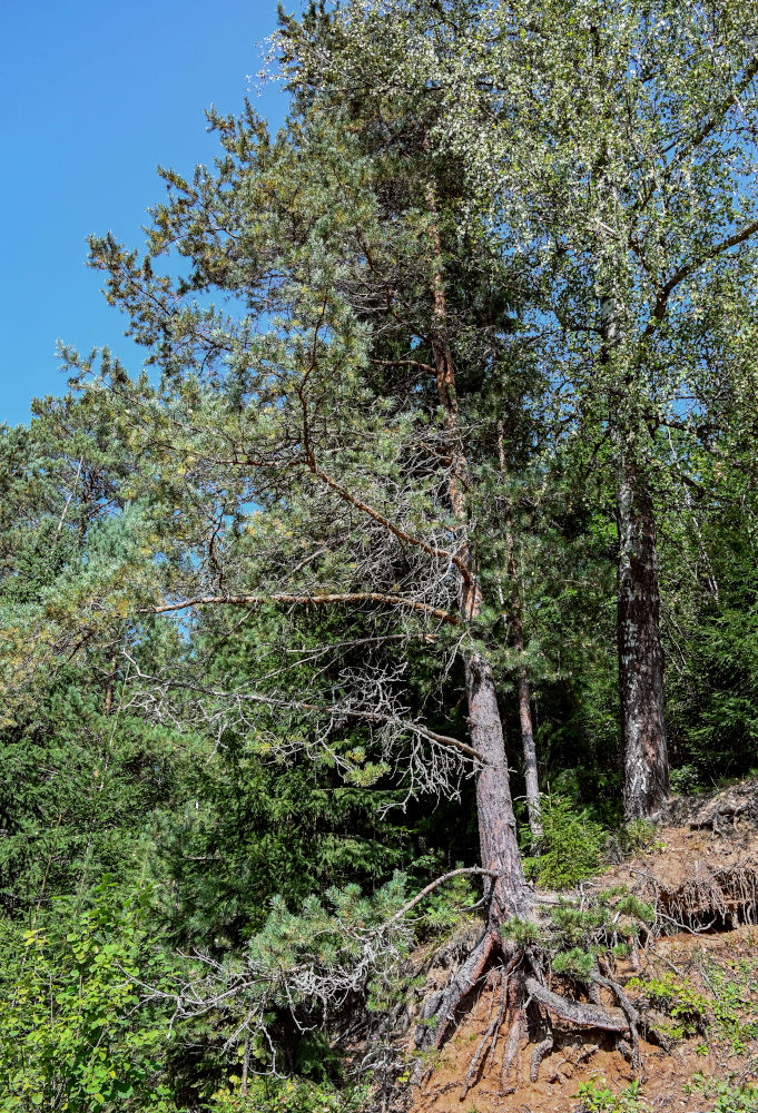 Image of Pinus sylvestris specimen.