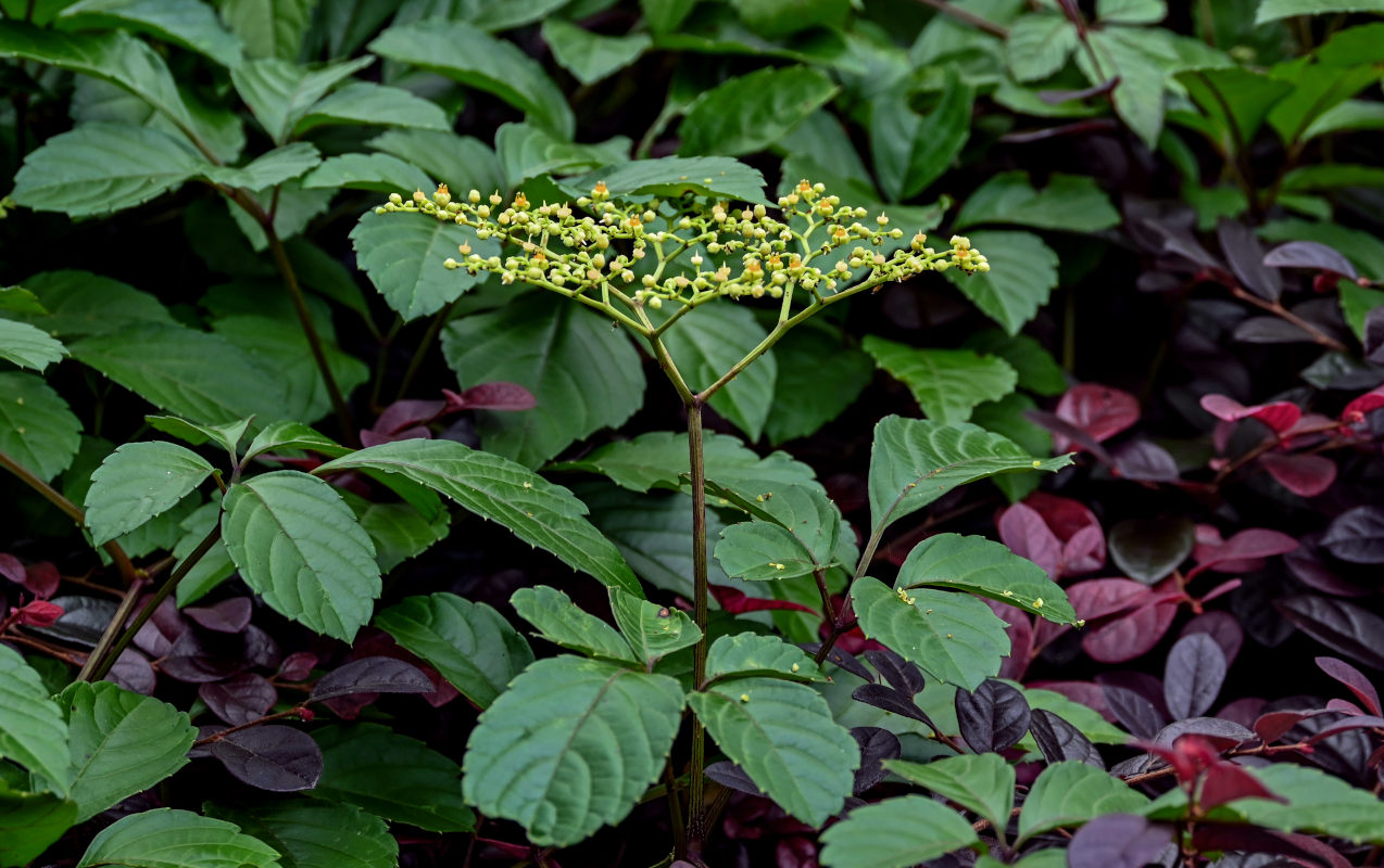 Image of Causonis japonica specimen.