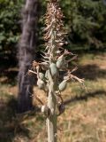 Kniphofia uvaria. Соплодие с незрелыми плодами. Крым, Южный Берег, городской округ Ялта, Массандровский парк. 29.05.2024.