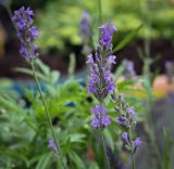 Lavandula angustifolia. Соцветие. Пермский край, г. Пермь, Кировский р-н, клумба. 03.08.2024.