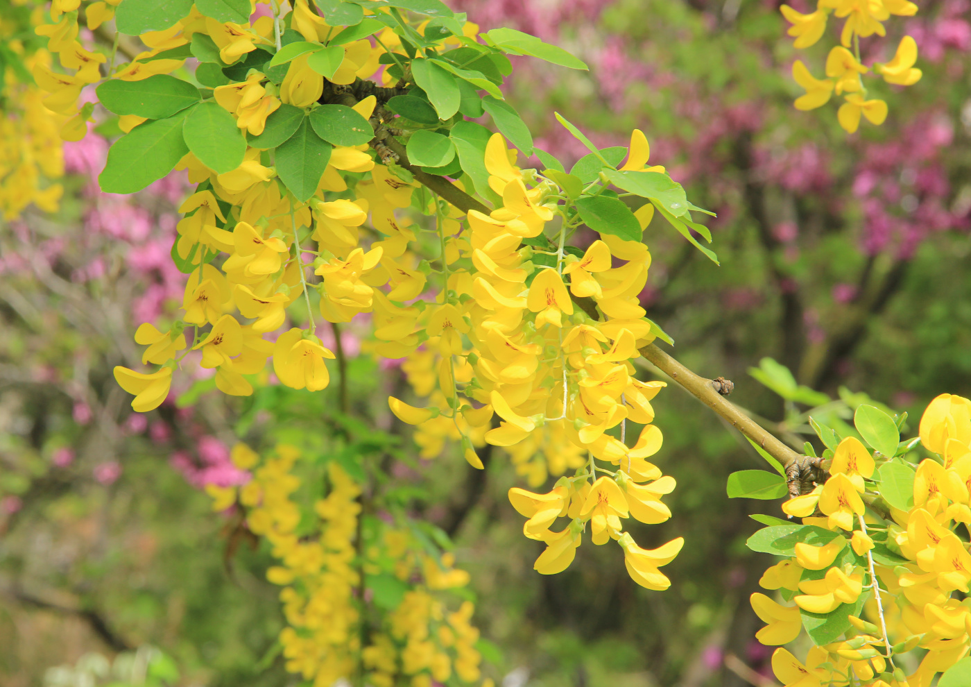 Image of Laburnum anagyroides specimen.
