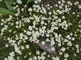 Смотреть изображение род Cerastium