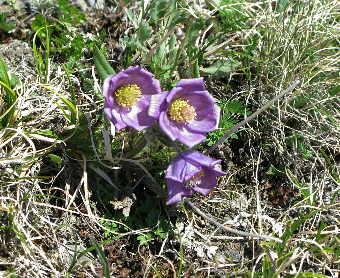 Image of Pulsatilla regeliana specimen.