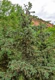 View full-size image Picea meyeri