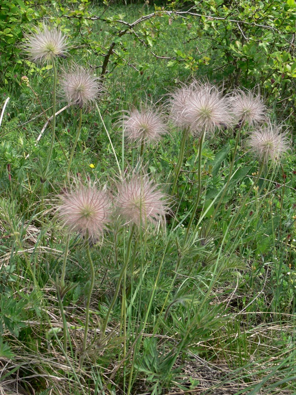 Image of Pulsatilla grandis specimen.