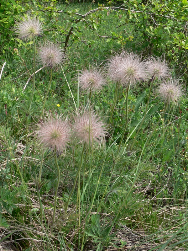 Image of Pulsatilla grandis specimen.