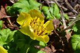View full-size image Trollius ranunculinus