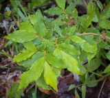 Смотреть изображение Vaccinium arctostaphylos