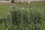View full-size image Achillea nobilis