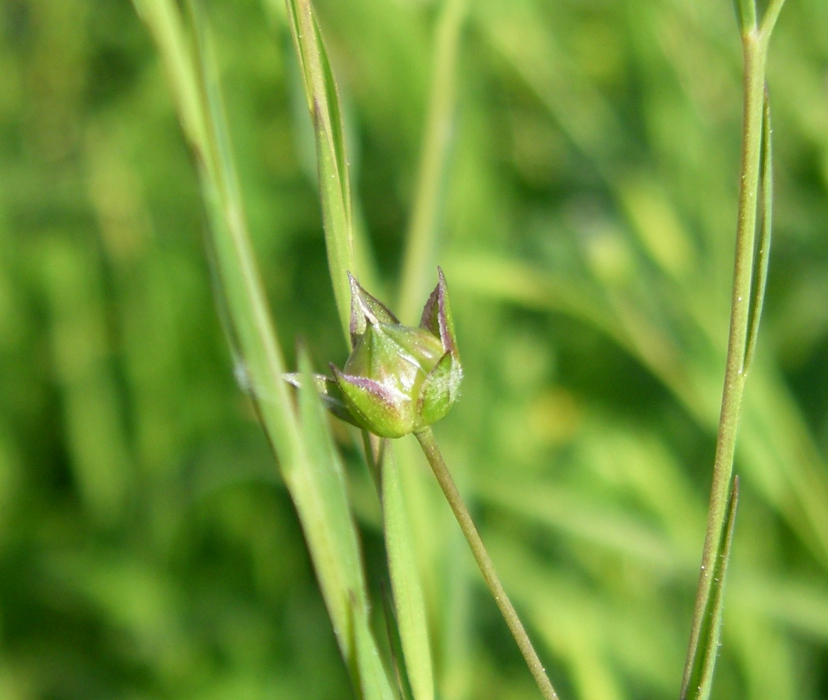 Image of Linum bienne specimen.