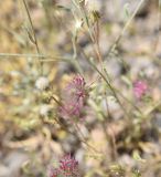View full-size image Trifolium pamphylicum