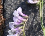 View full-size image Vicia nissoliana