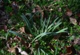 View full-size image Galanthus alpinus