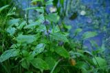View full-size image Mentha arvensis