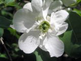 Exochorda korolkowii