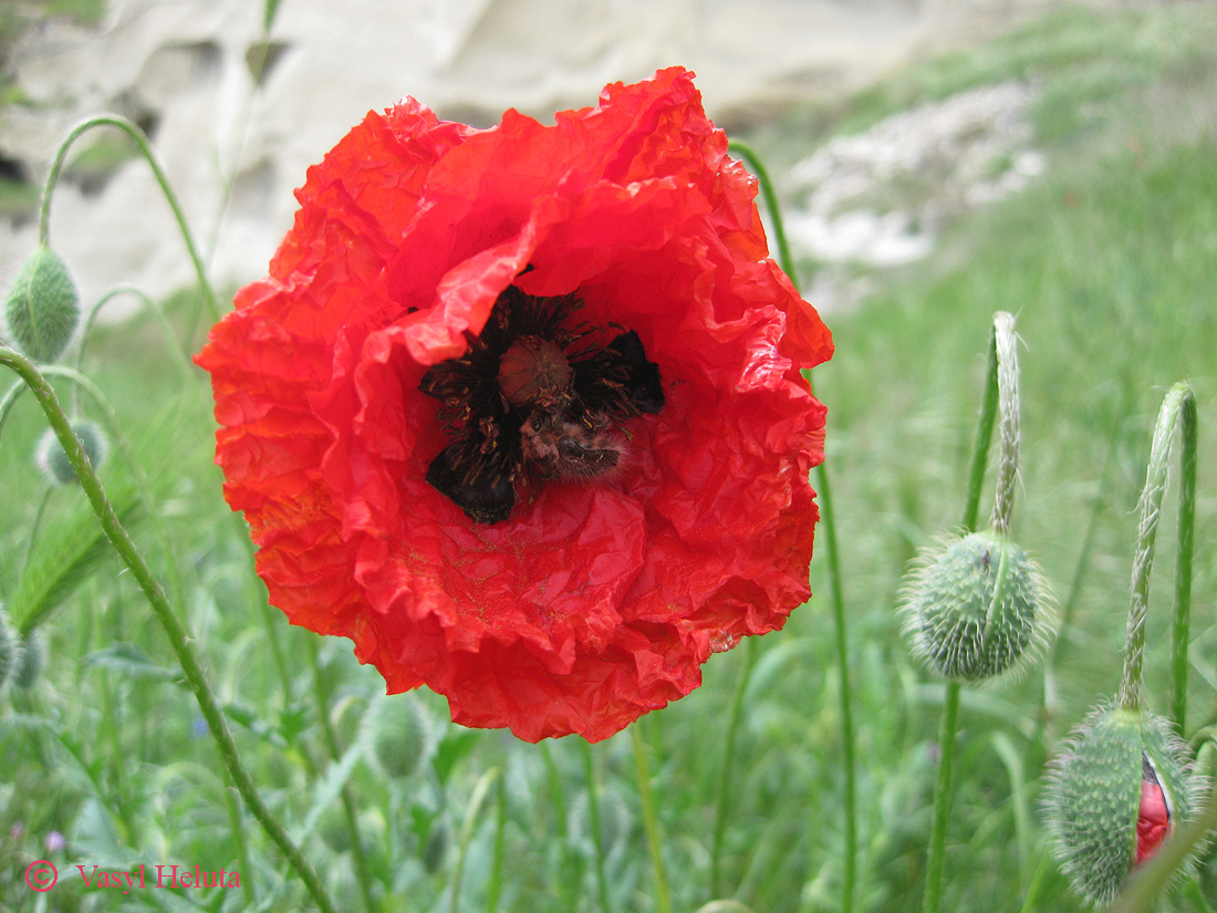 Изображение особи род Papaver.