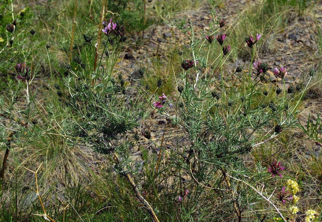 Image of Astragalus arbuscula specimen.