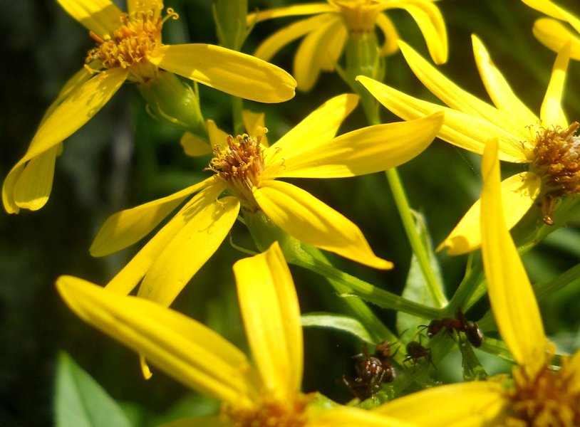 Image of Senecio sarracenicus specimen.