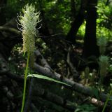 Phyteuma spicatum. Верхушка цветущего растения. Московская обл., Ленинский р-н, Валуевский лесопарк, близ усадьбы \"Валуево\". 30.06.2004.