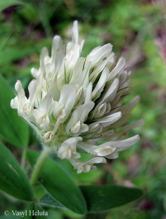 Изображение особи Trifolium pannonicum.