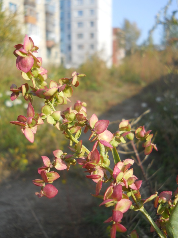 Изображение особи Atriplex sagittata.