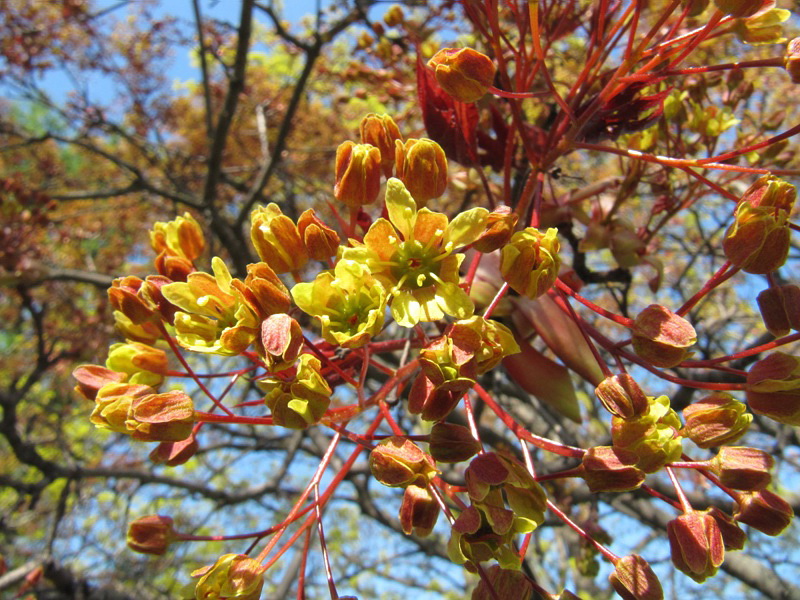 Image of Acer platanoides specimen.