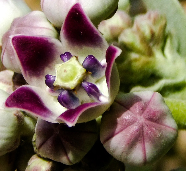 Image of Calotropis procera specimen.