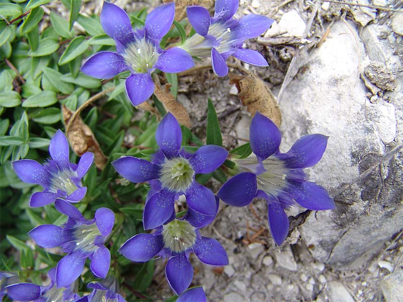 Image of Gentiana grossheimii specimen.