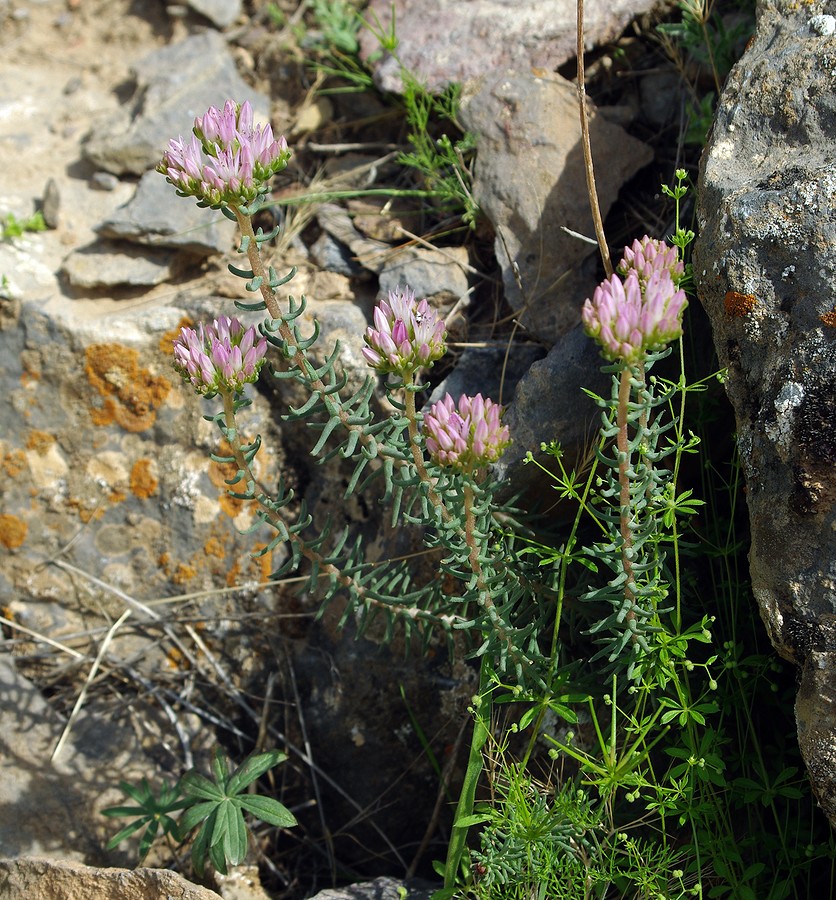 Image of Pseudosedum longidentatum specimen.