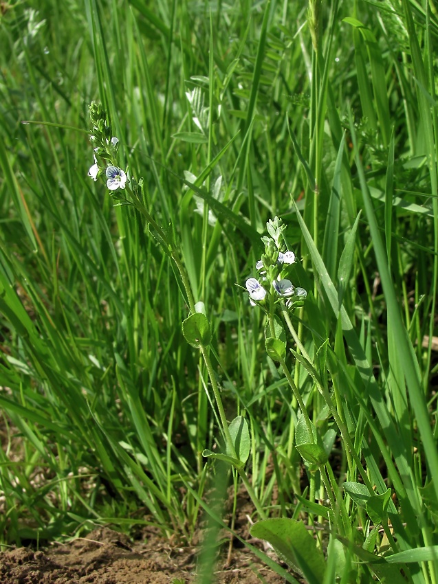 Изображение особи Veronica serpyllifolia.