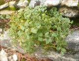 Asplenium ruta-muraria