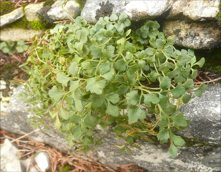 Image of Asplenium ruta-muraria specimen.