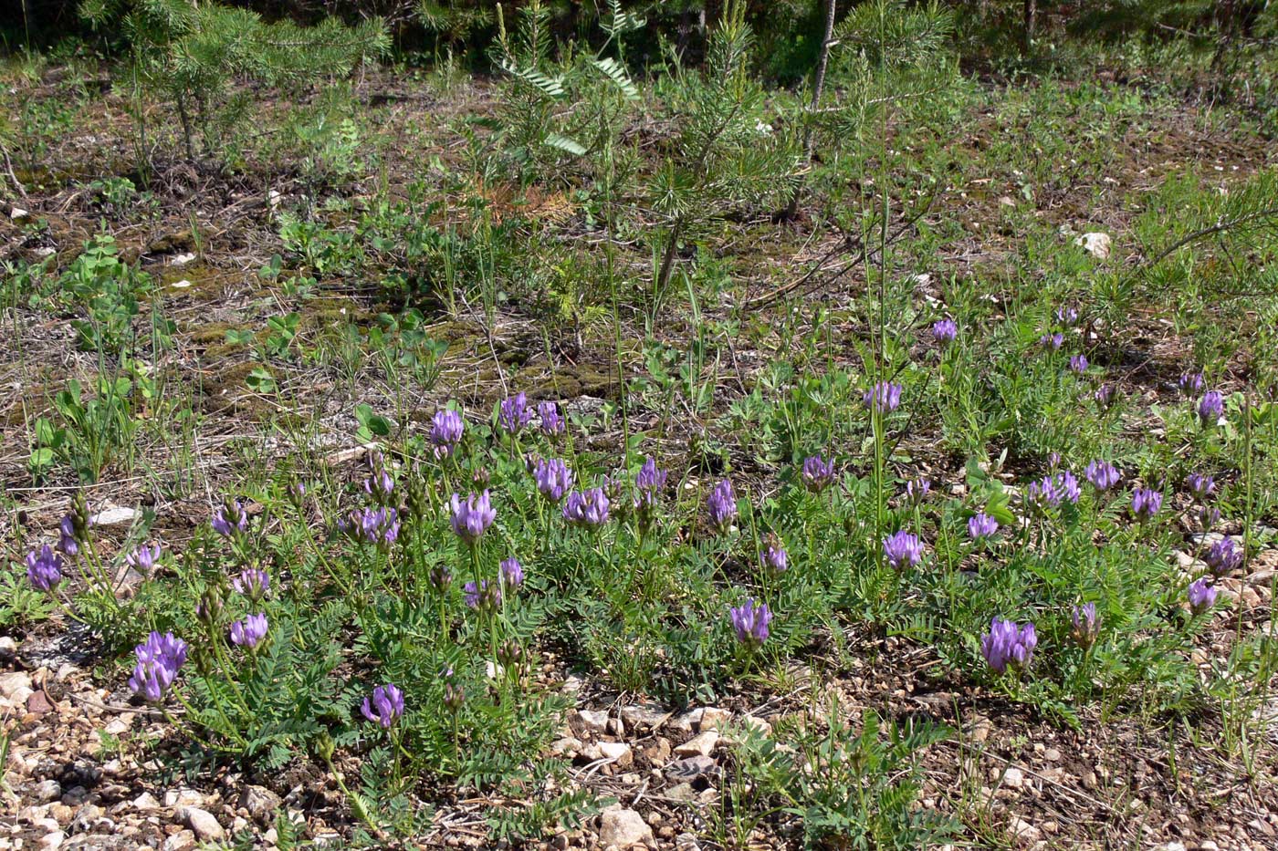 Image of Astragalus agrestis specimen.