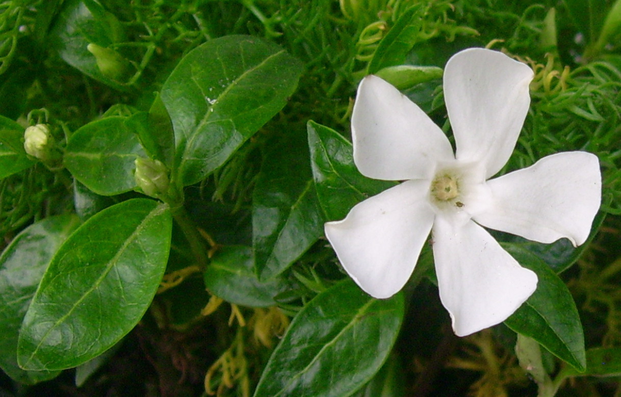 Image of Vinca minor specimen.