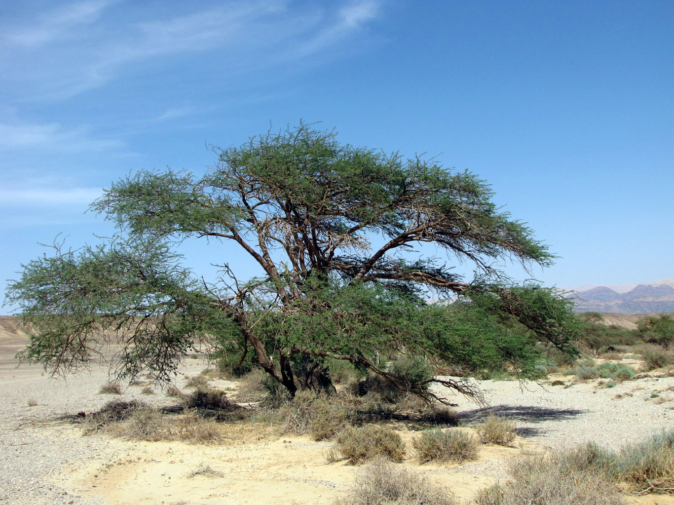 Изображение особи Vachellia tortilis ssp. raddiana.